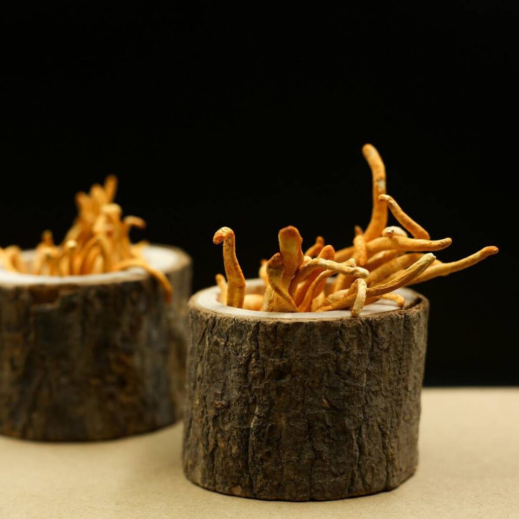 cordyceps_d61f2d4d_1200x1200