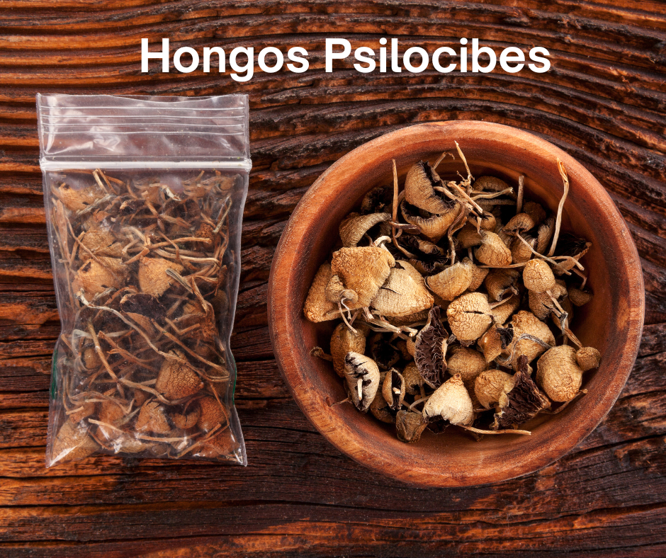 hongos